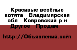 Красивые весёлые котята - Владимирская обл., Ковровский р-н Другое » Продам   